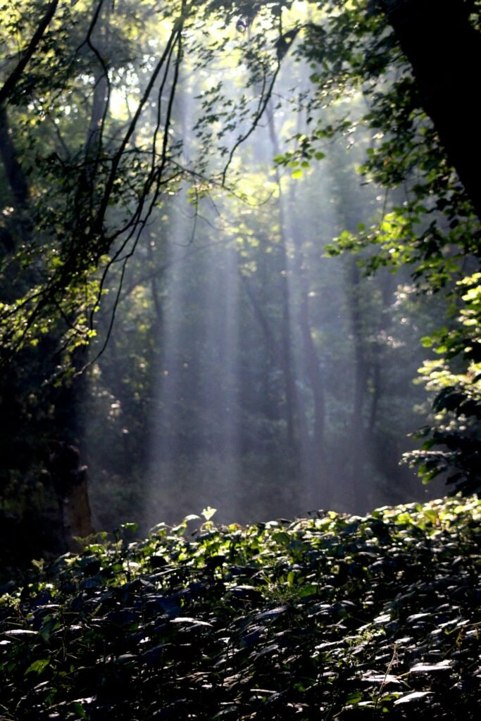 Light rays in misty forest