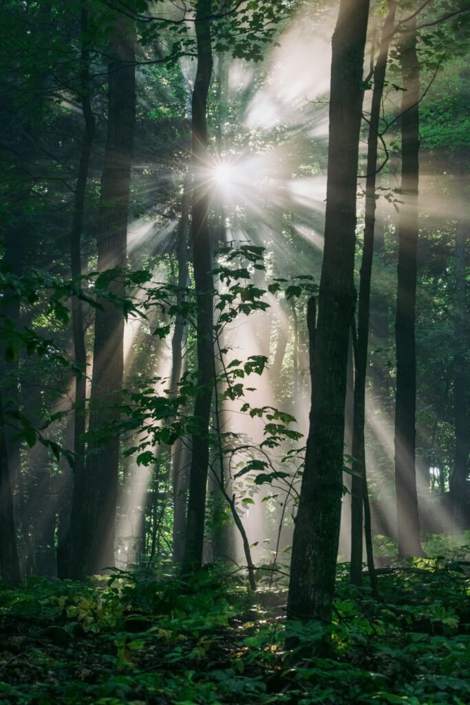Sunlight through forest